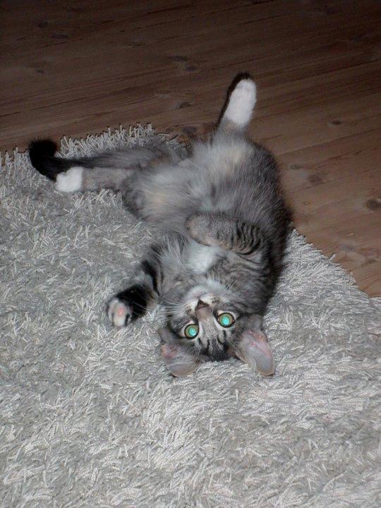 Blanding af racer William billede 6