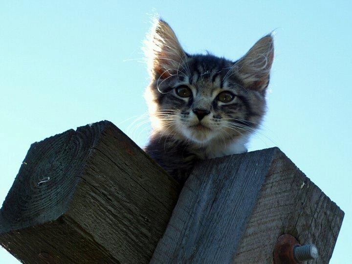 Blanding af racer William billede 7