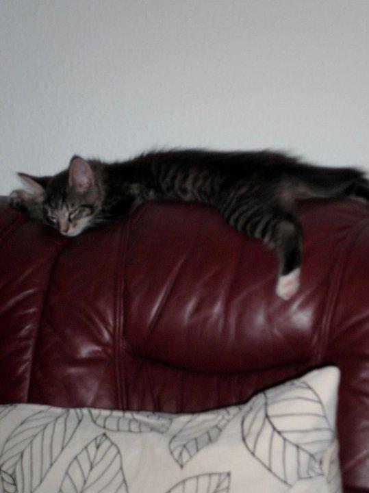 Blanding af racer William billede 8