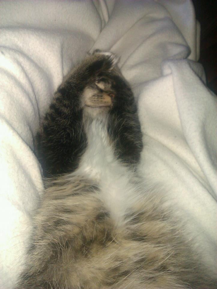 Blanding af racer William billede 9