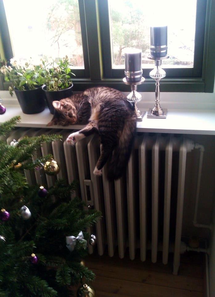 Blanding af racer William billede 10