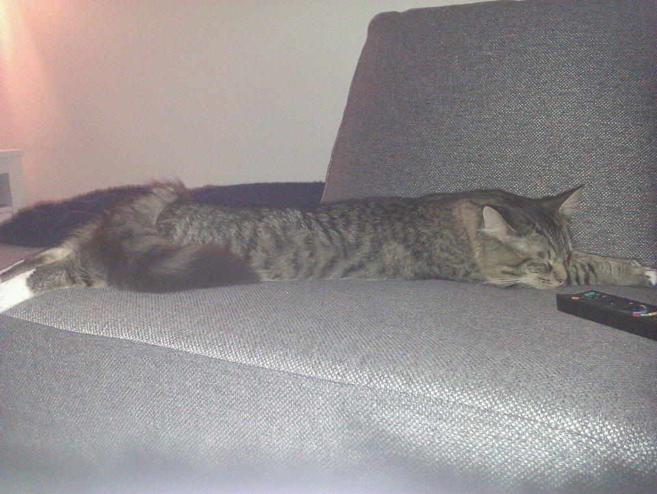 Blanding af racer William billede 11