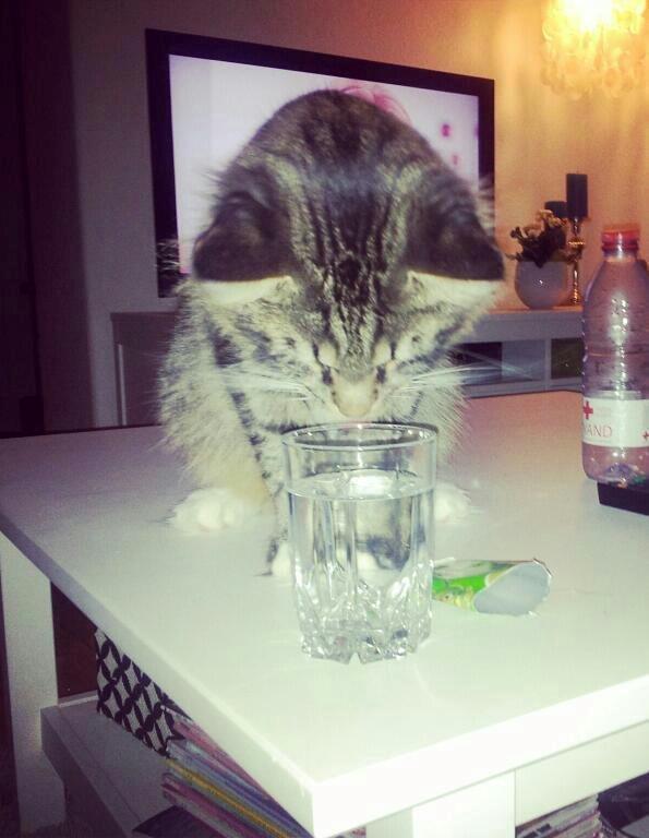 Blanding af racer William billede 12