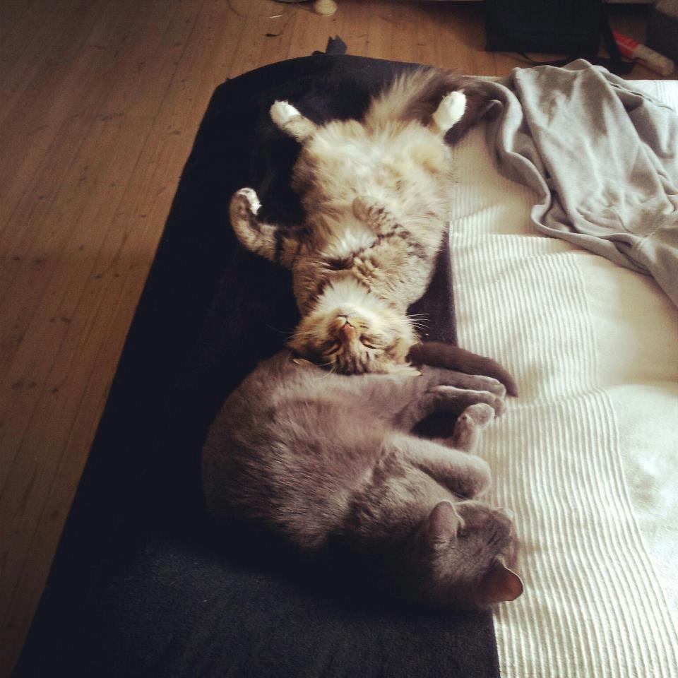 Blanding af racer William billede 13