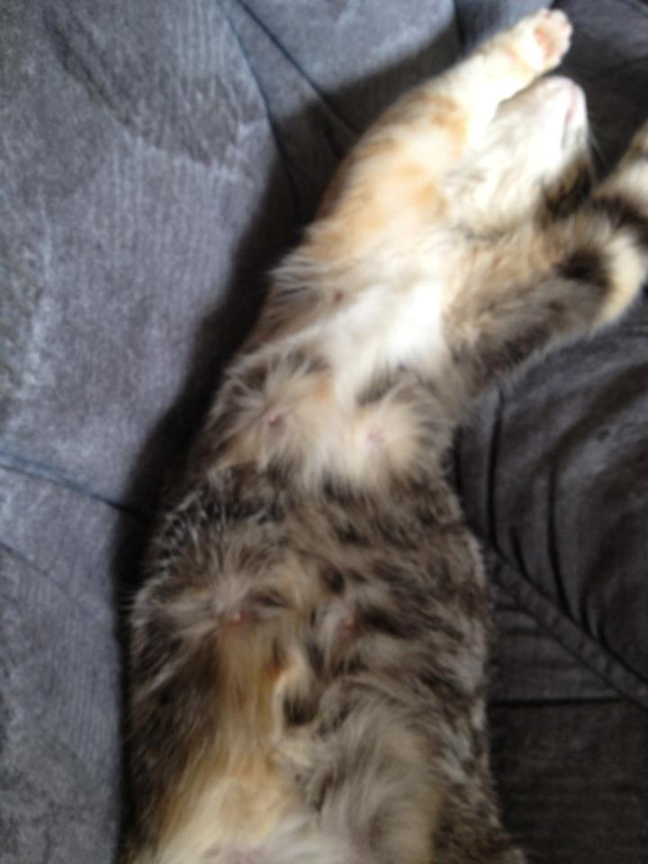 Blanding af racer CocoBine - Gravide CocoBine billede 7