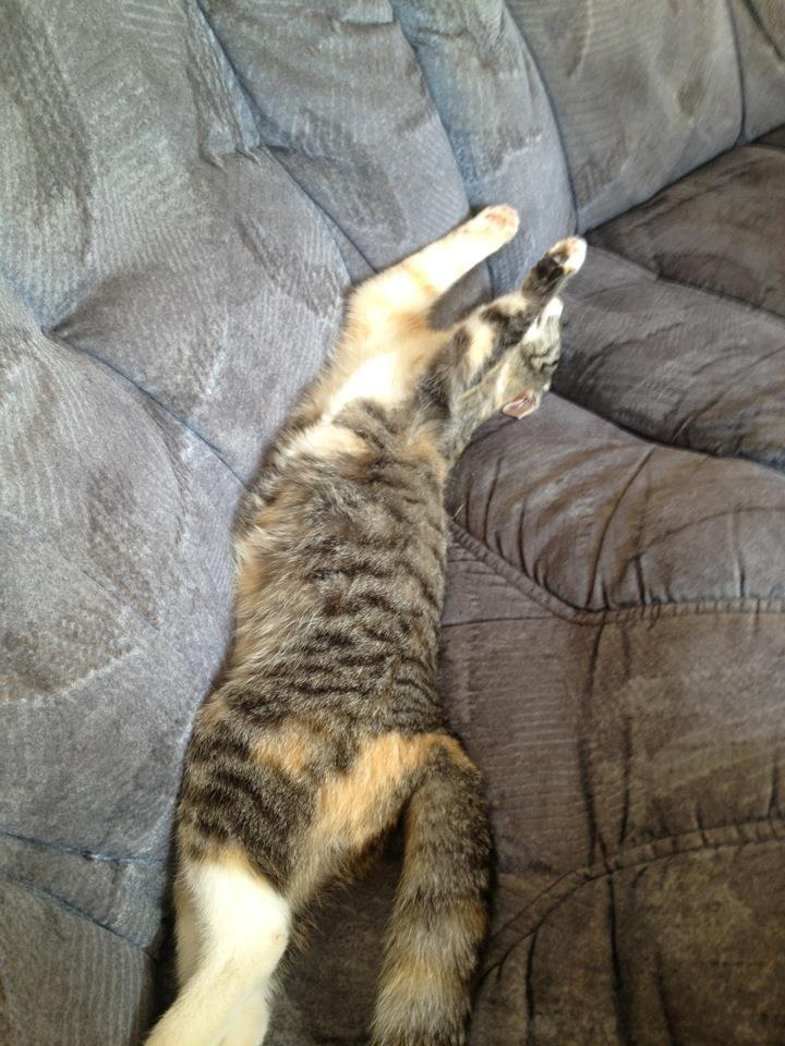 Blanding af racer CocoBine - Gravide CocoBine billede 8