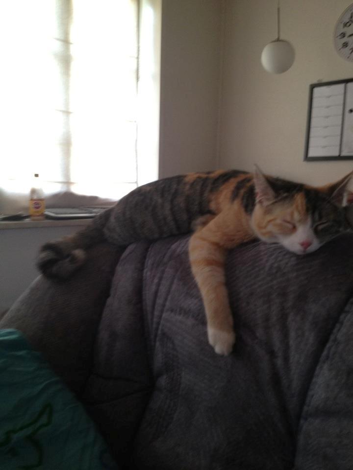 Blanding af racer CocoBine - Gravide CocoBine billede 9