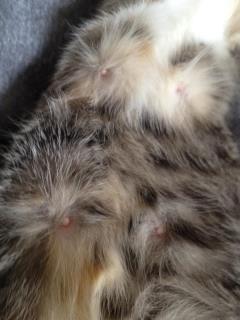 Blanding af racer CocoBine - Gravide CocoBine billede 10