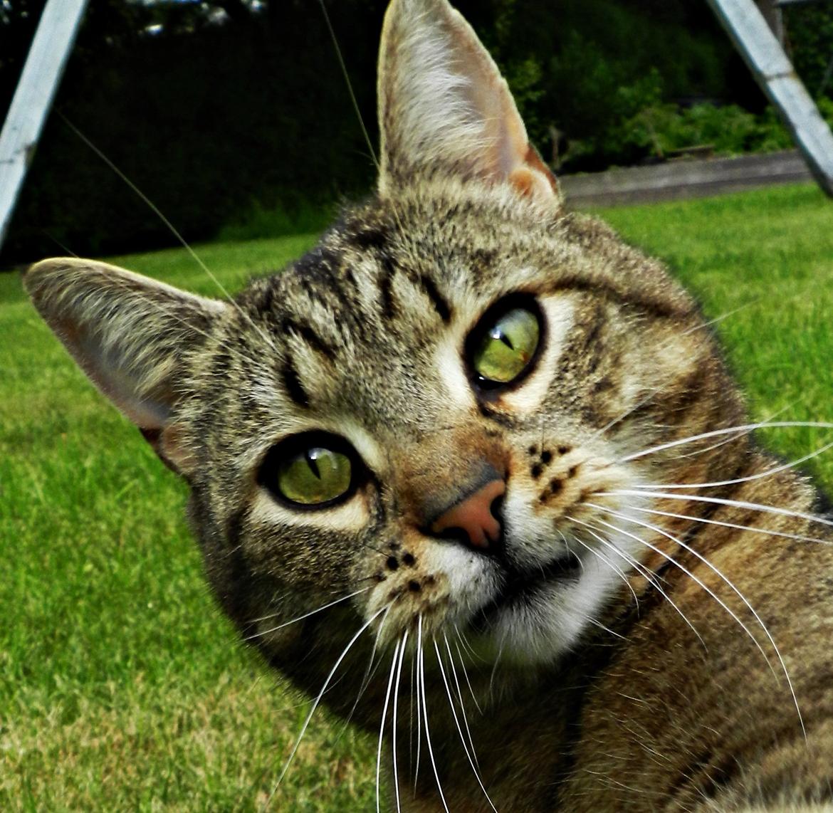 Blanding af racer Fritz "Supermissen! (:" - Halløj! :D billede 3