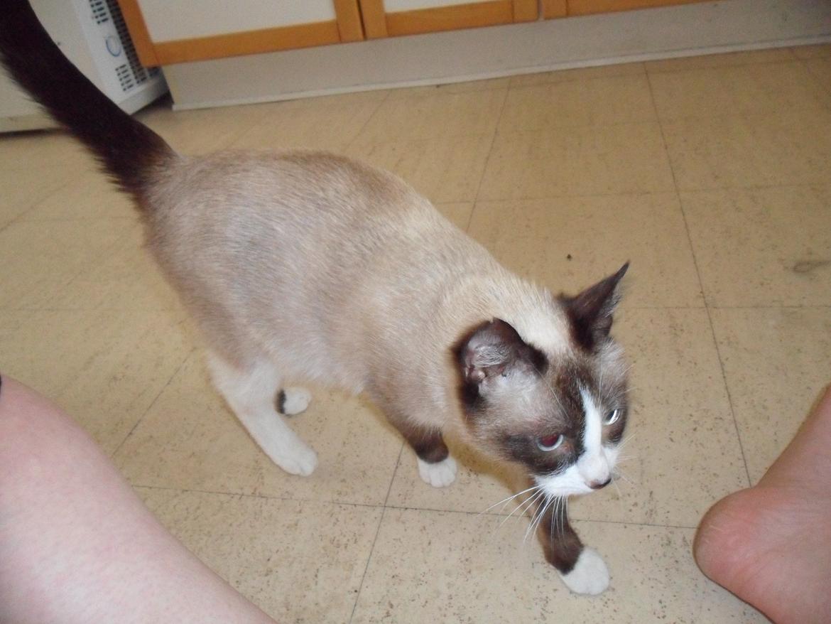 Blanding af racer Perle billede 17