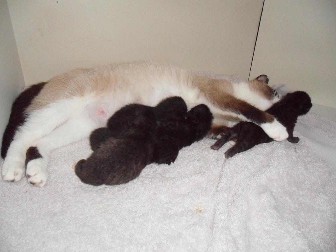 Blanding af racer Perle - Killingerne fra d. 27/5 :) billede 10