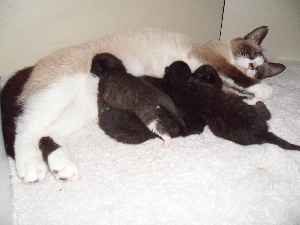 Blanding af racer Perle - Killingerne fra d. 27/5 :) billede 9