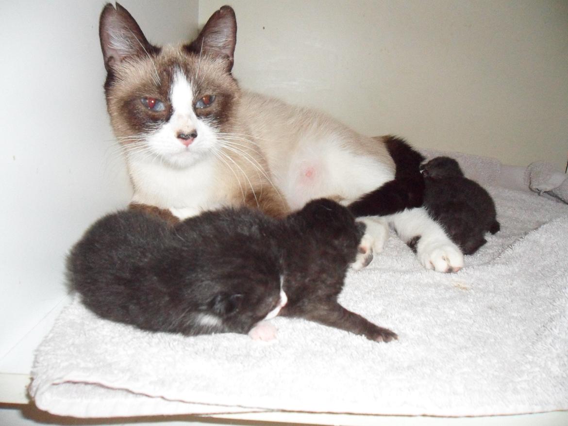 Blanding af racer Perle - Killingerne fra d. 27/5 :) billede 8