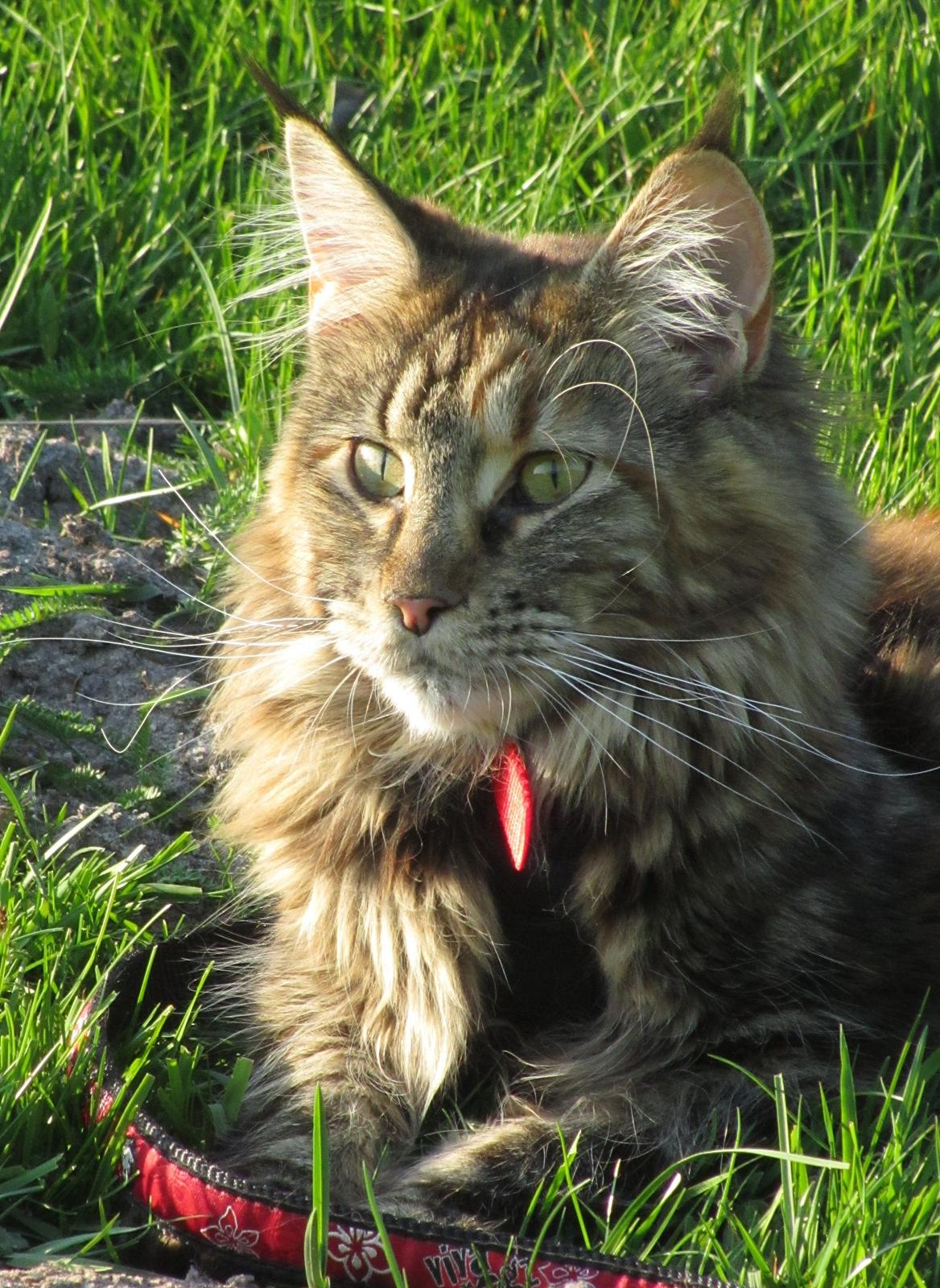 Maine Coon IC DK Bjørnholts Carmina 9/6 - # 2. Min smukke pige ved Rebild Bakker.
21 maj 2012  billede 2