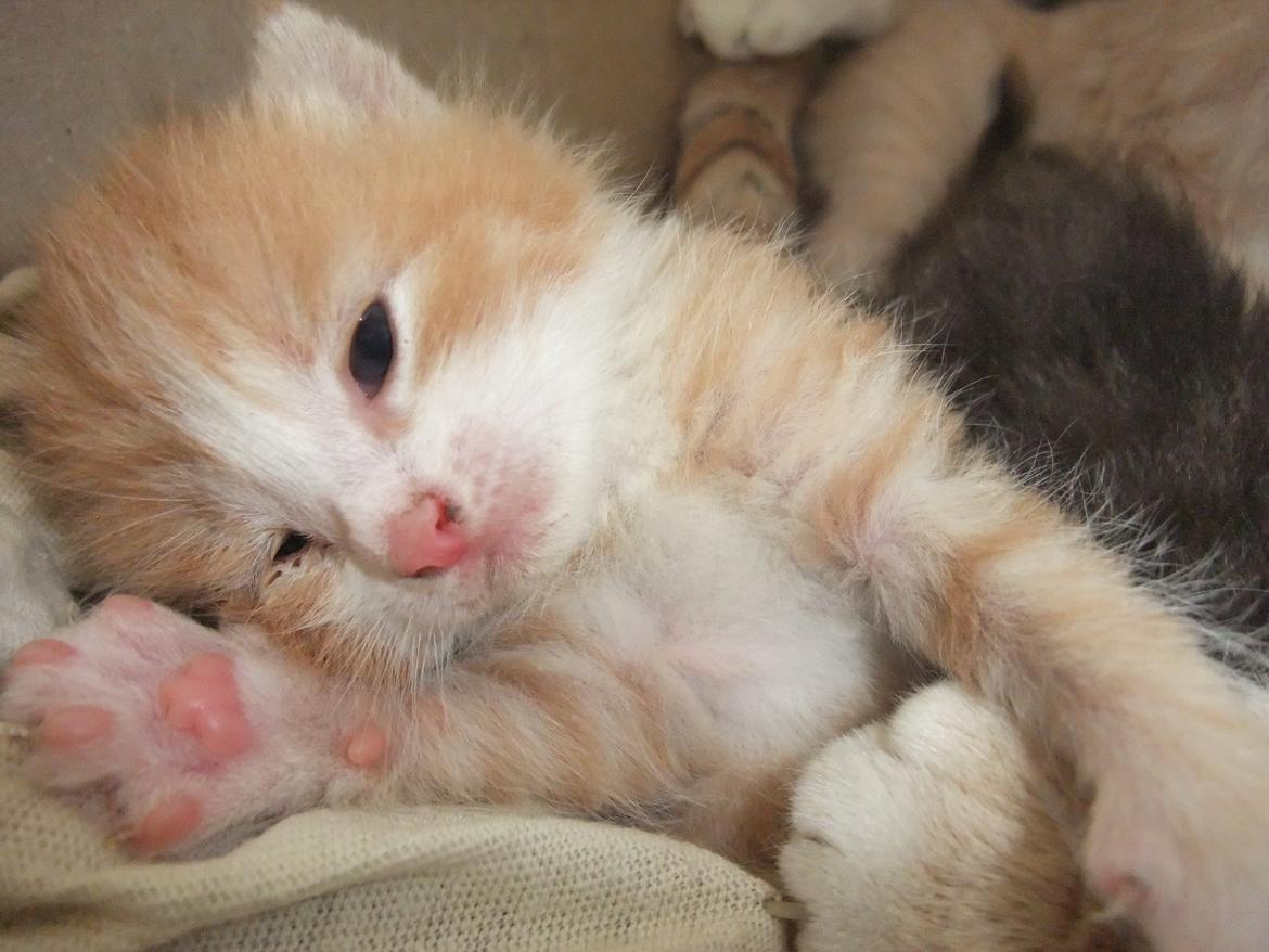 Huskat Buller billede 1