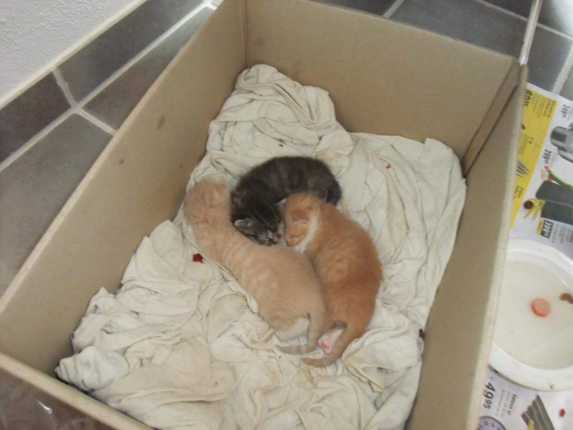 Huskat Buller billede 2