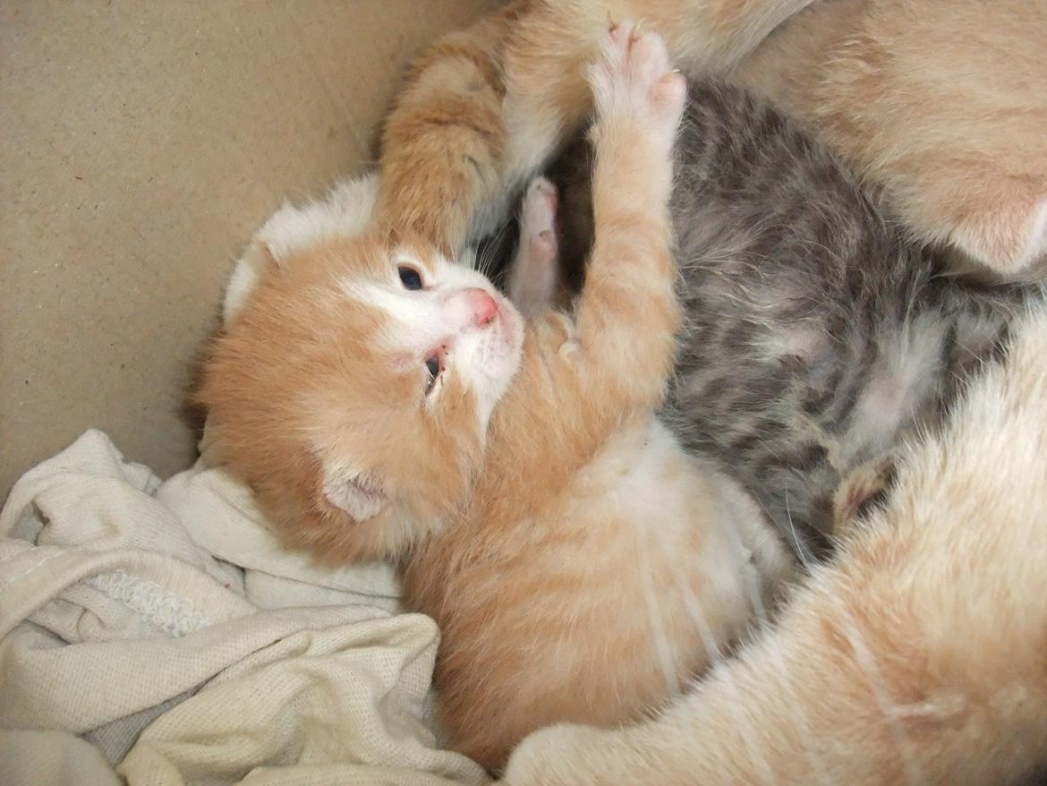 Huskat Buller billede 3