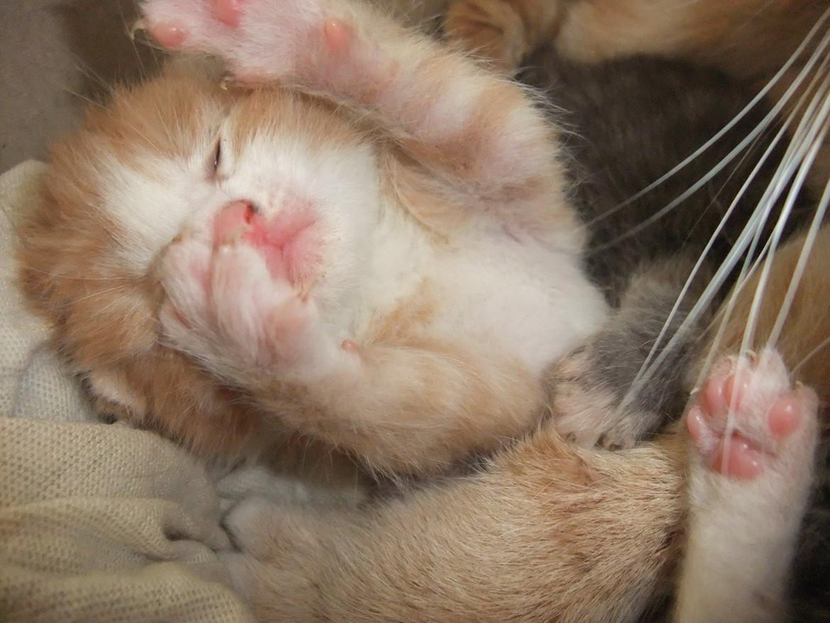 Huskat Buller billede 4