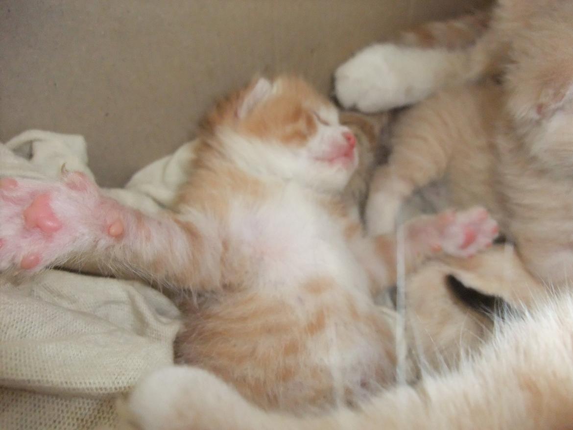 Huskat Buller billede 5