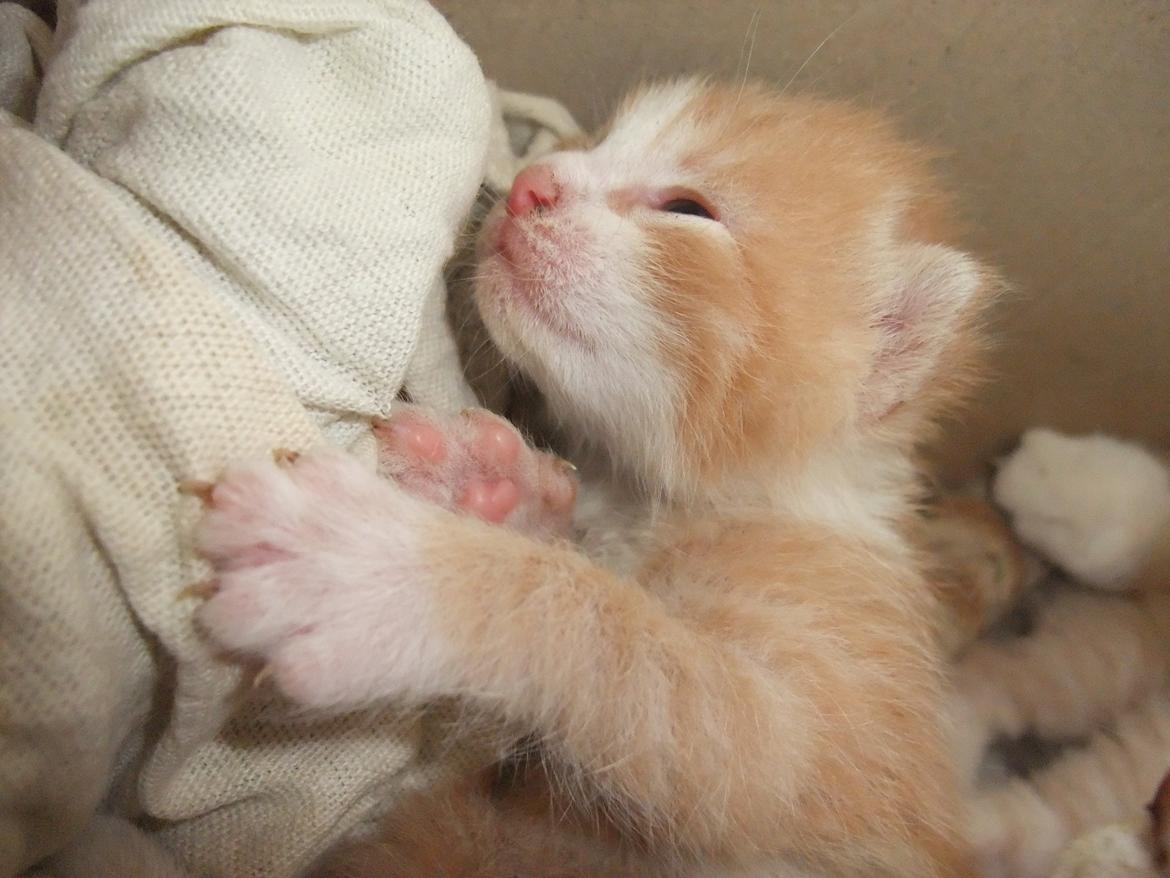 Huskat Buller billede 6