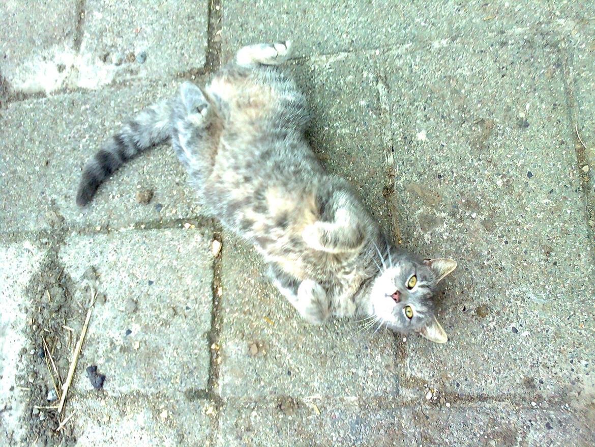 Huskat Speedy billede 1