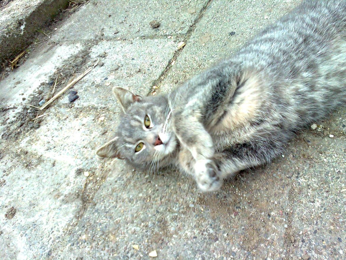 Huskat Speedy billede 2