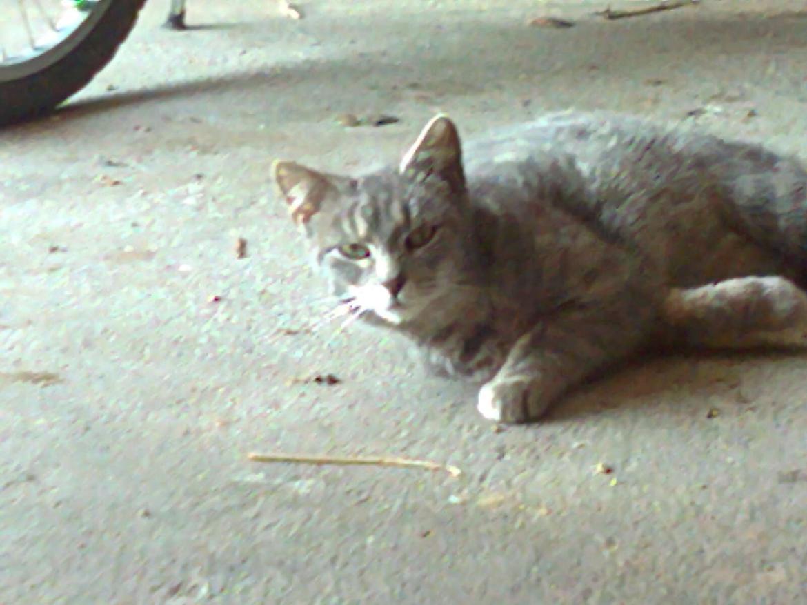 Huskat Speedy billede 3