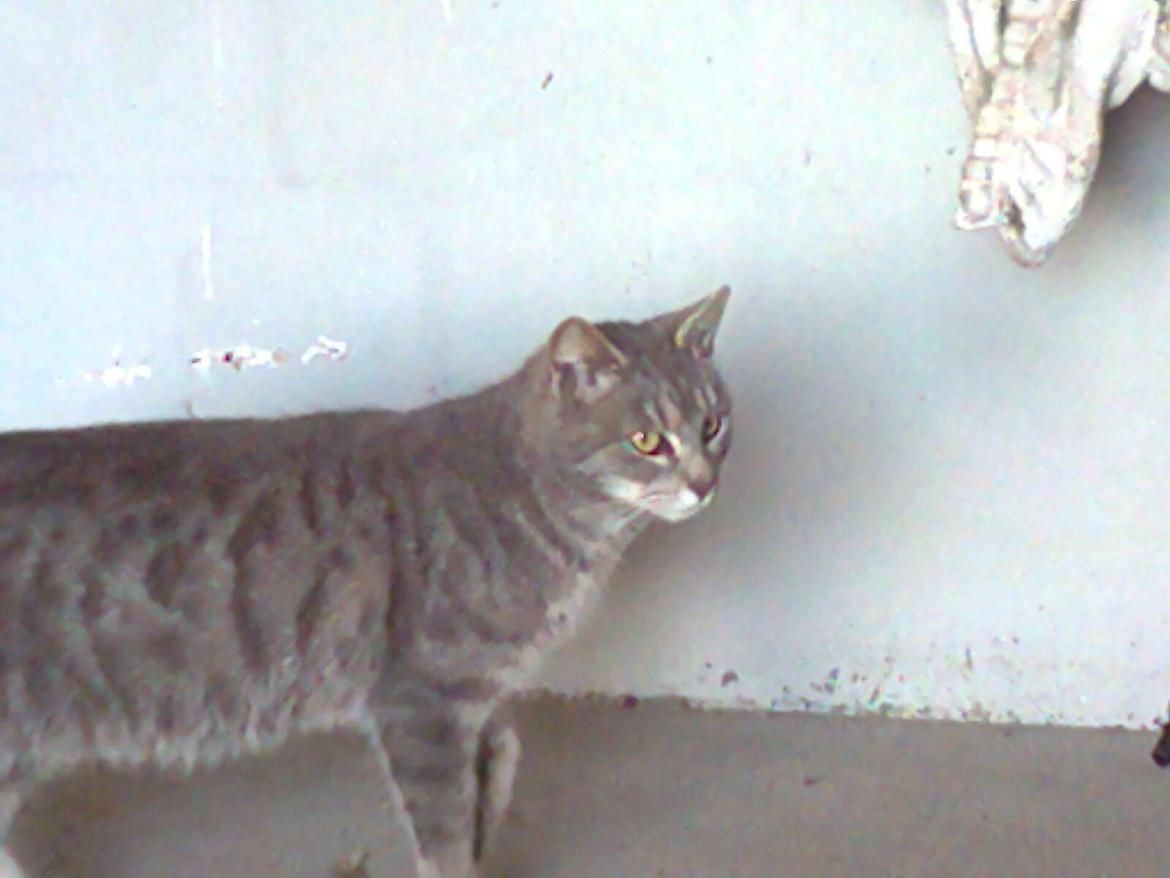 Huskat Speedy billede 4