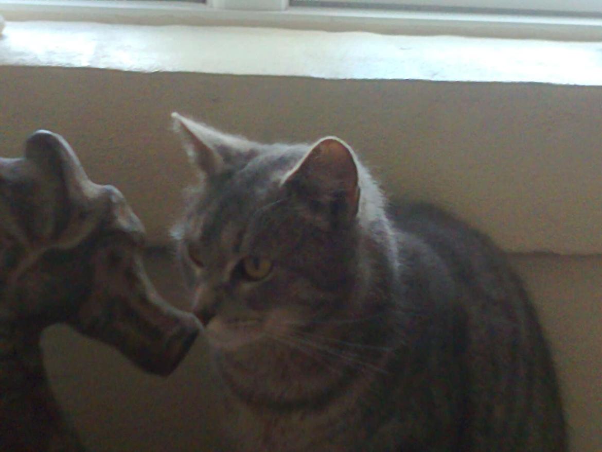 Huskat Speedy billede 5