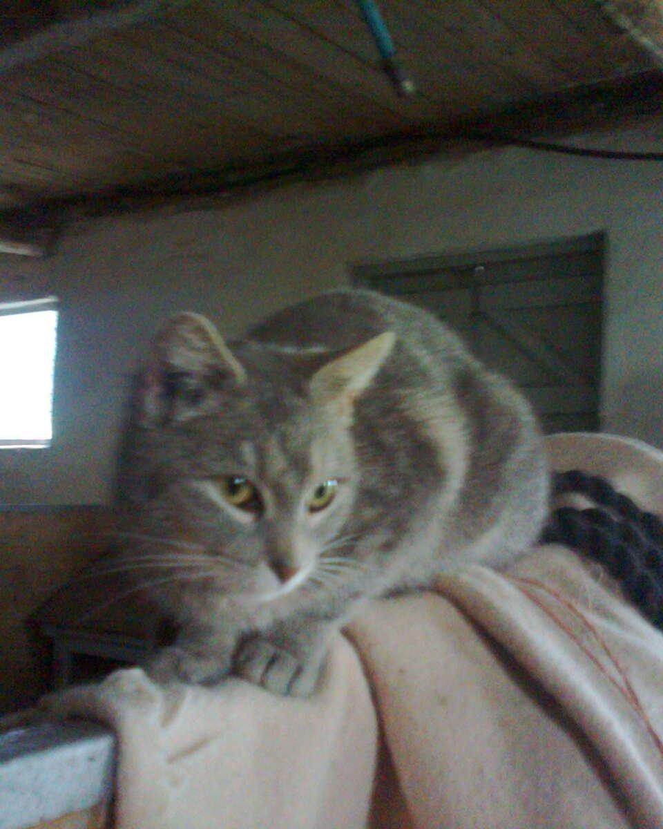 Huskat Speedy billede 6