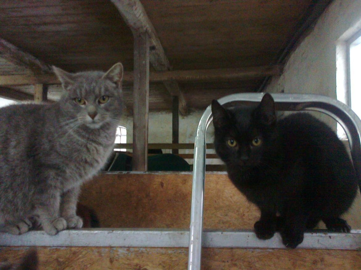 Huskat Speedy billede 7