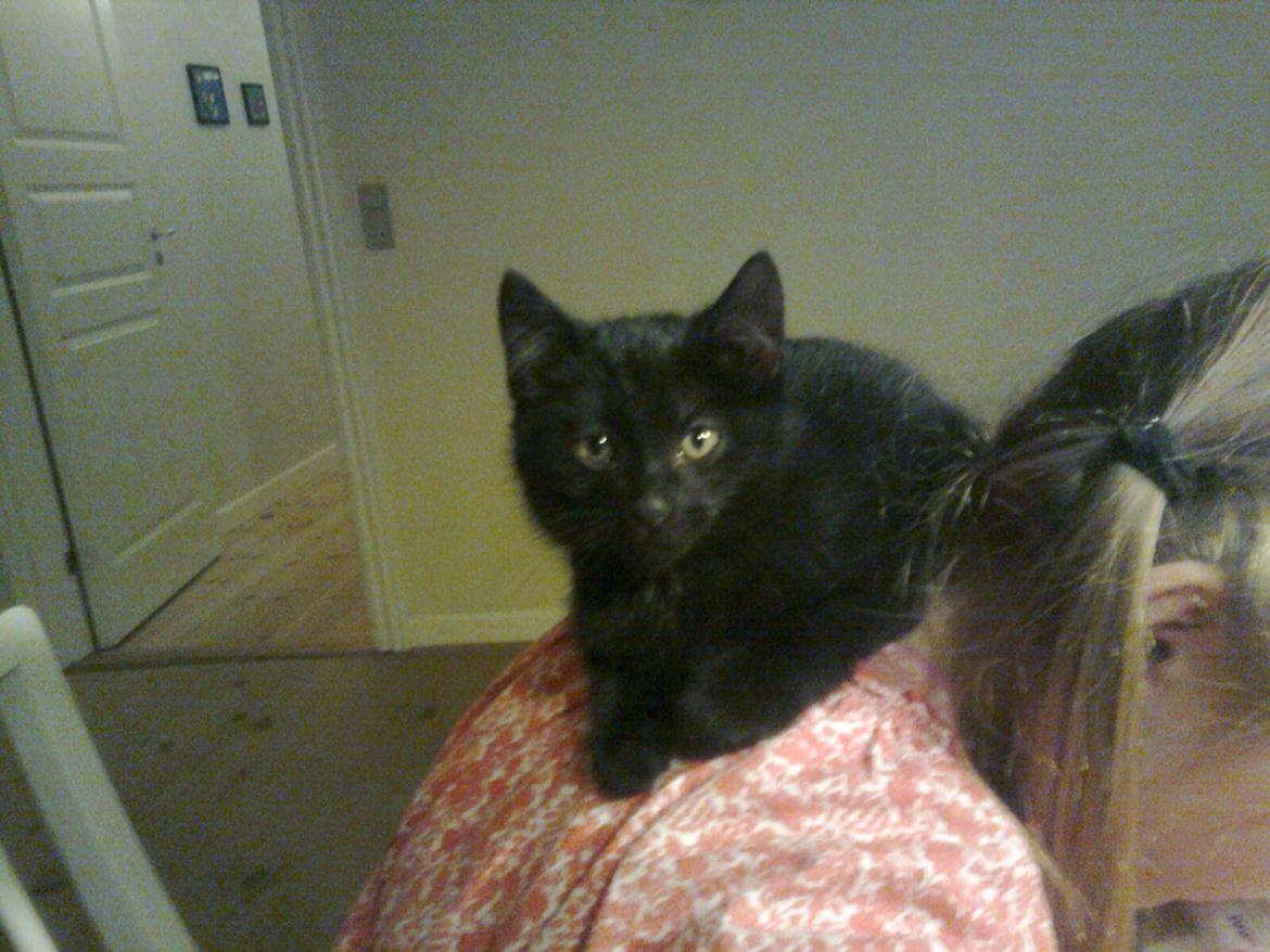 Huskat hylycks Sofus R.I.P. - her ligger jeg da godt:) billede 4