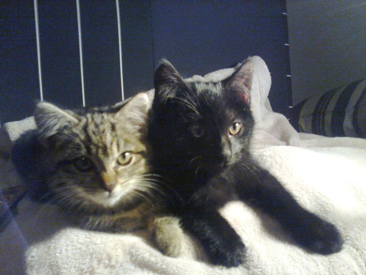 Huskat hylycks Sofus R.I.P. billede 5