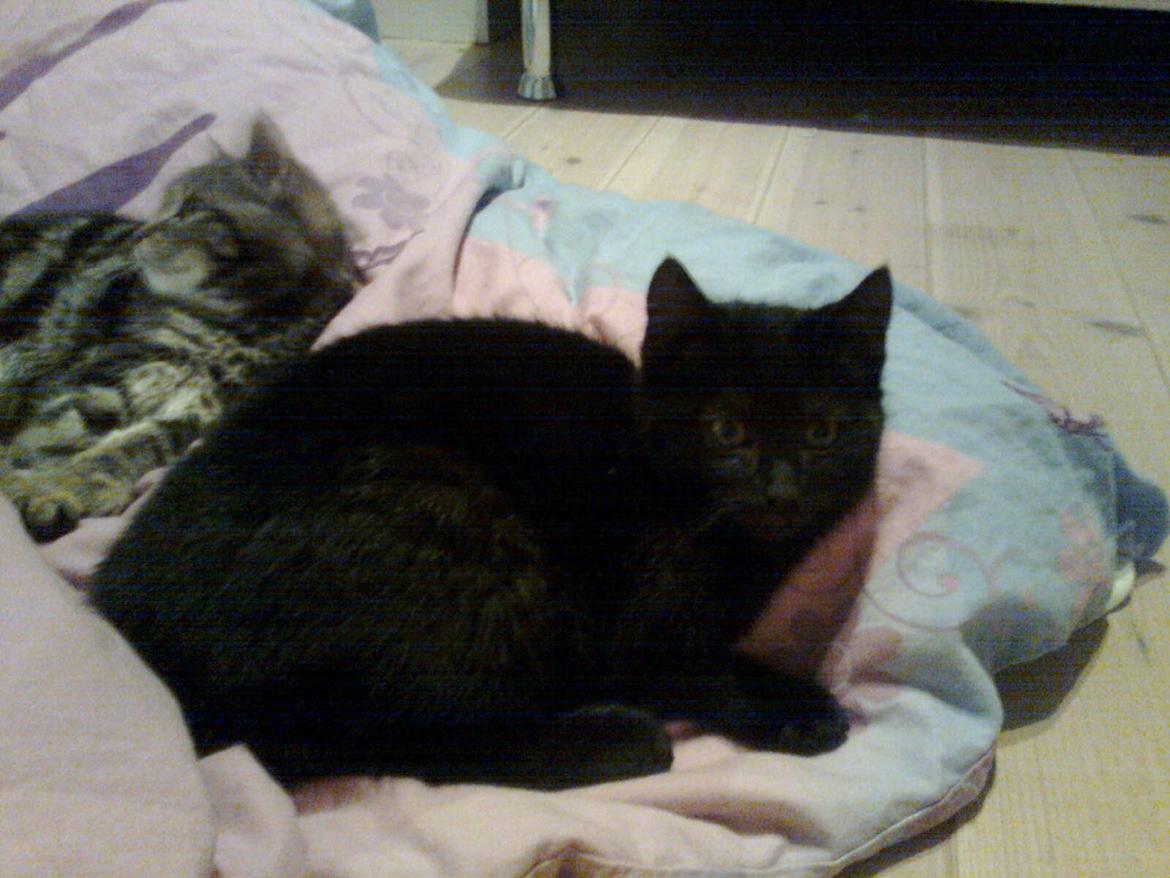 Huskat hylycks Sofus R.I.P. billede 7