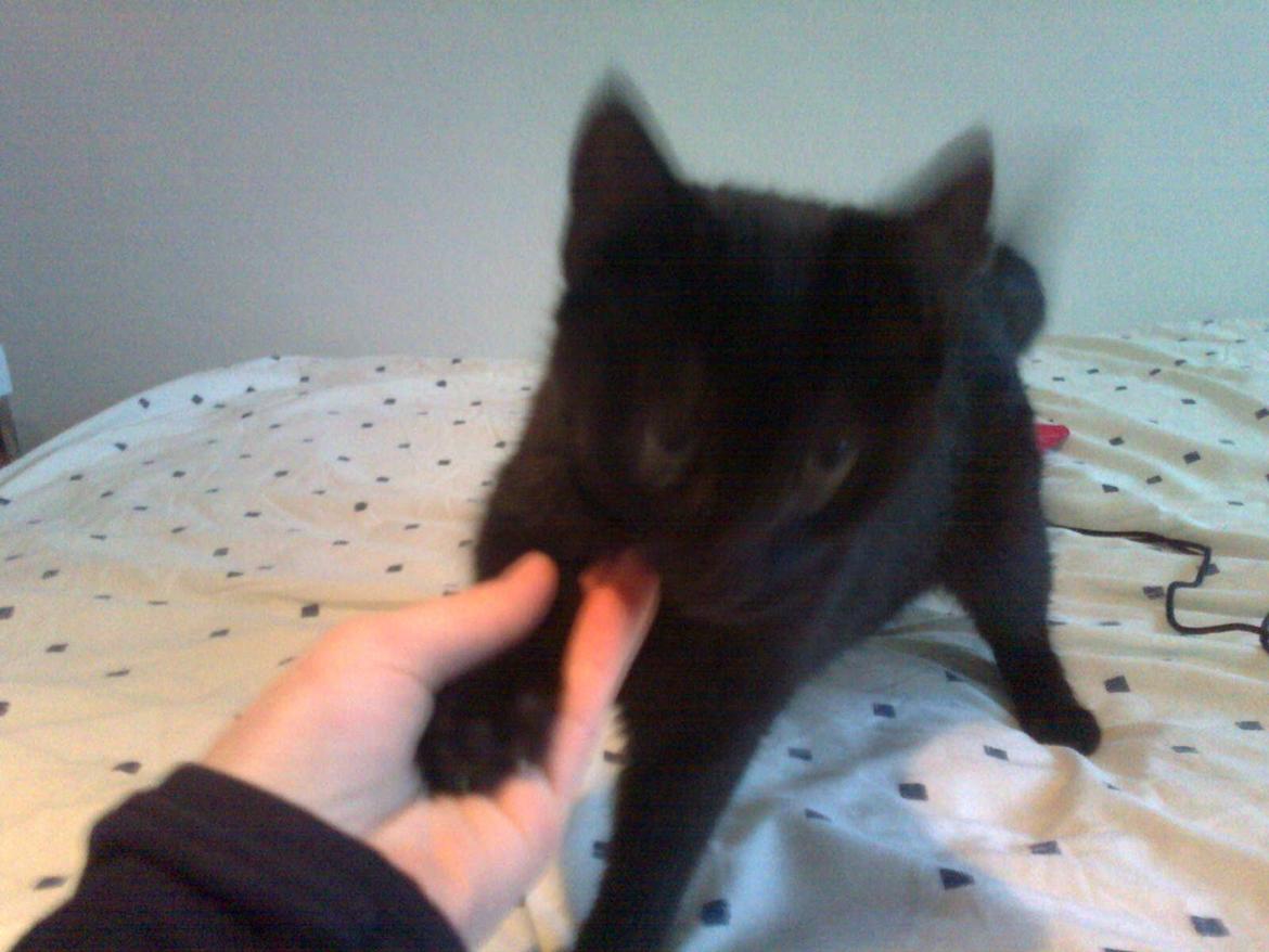 Huskat hylycks Sofus R.I.P. billede 8