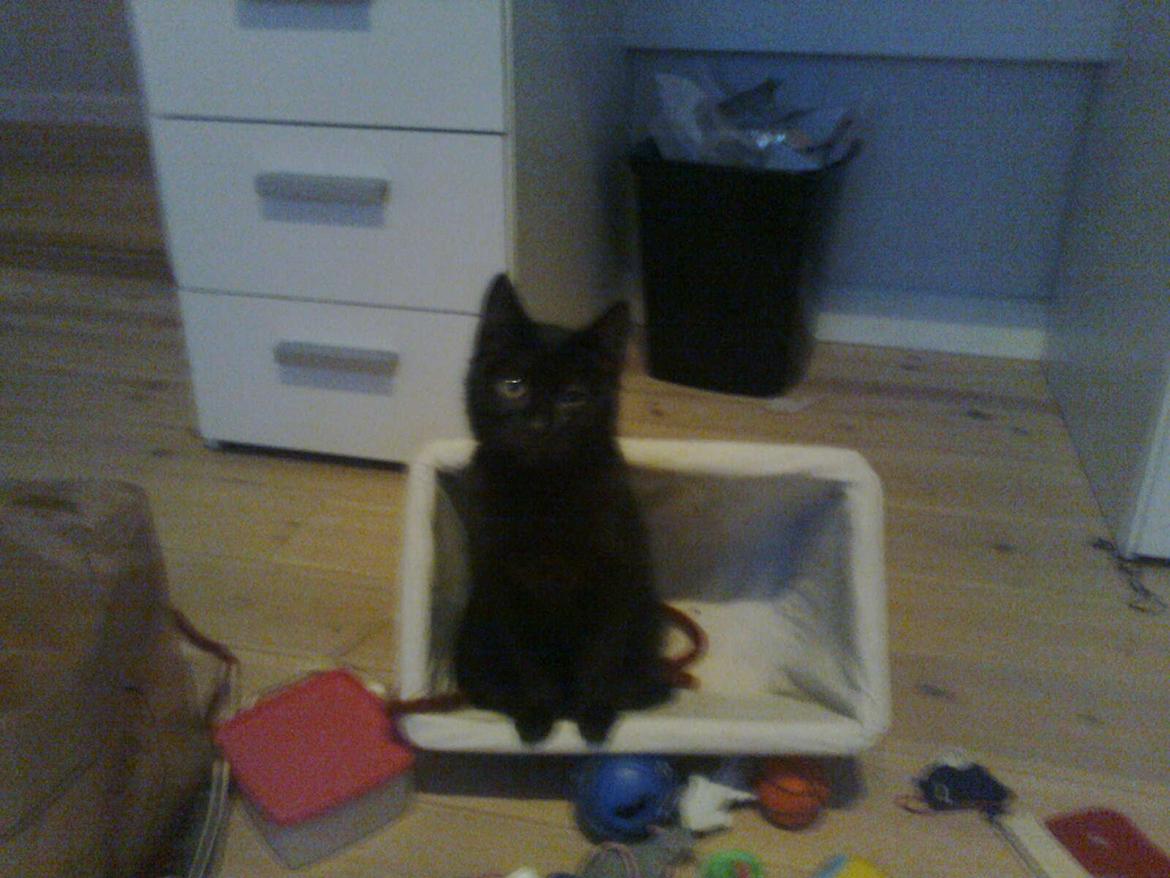 Huskat hylycks Sofus R.I.P. - Jeg manglede en seng billede 9