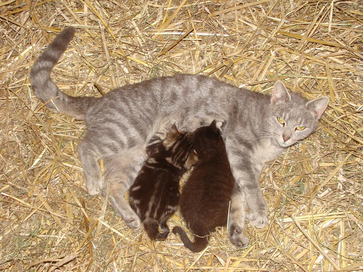 Huskat Speedy - Speedy og hendes to killinger tv. Star og Sofus billede 8