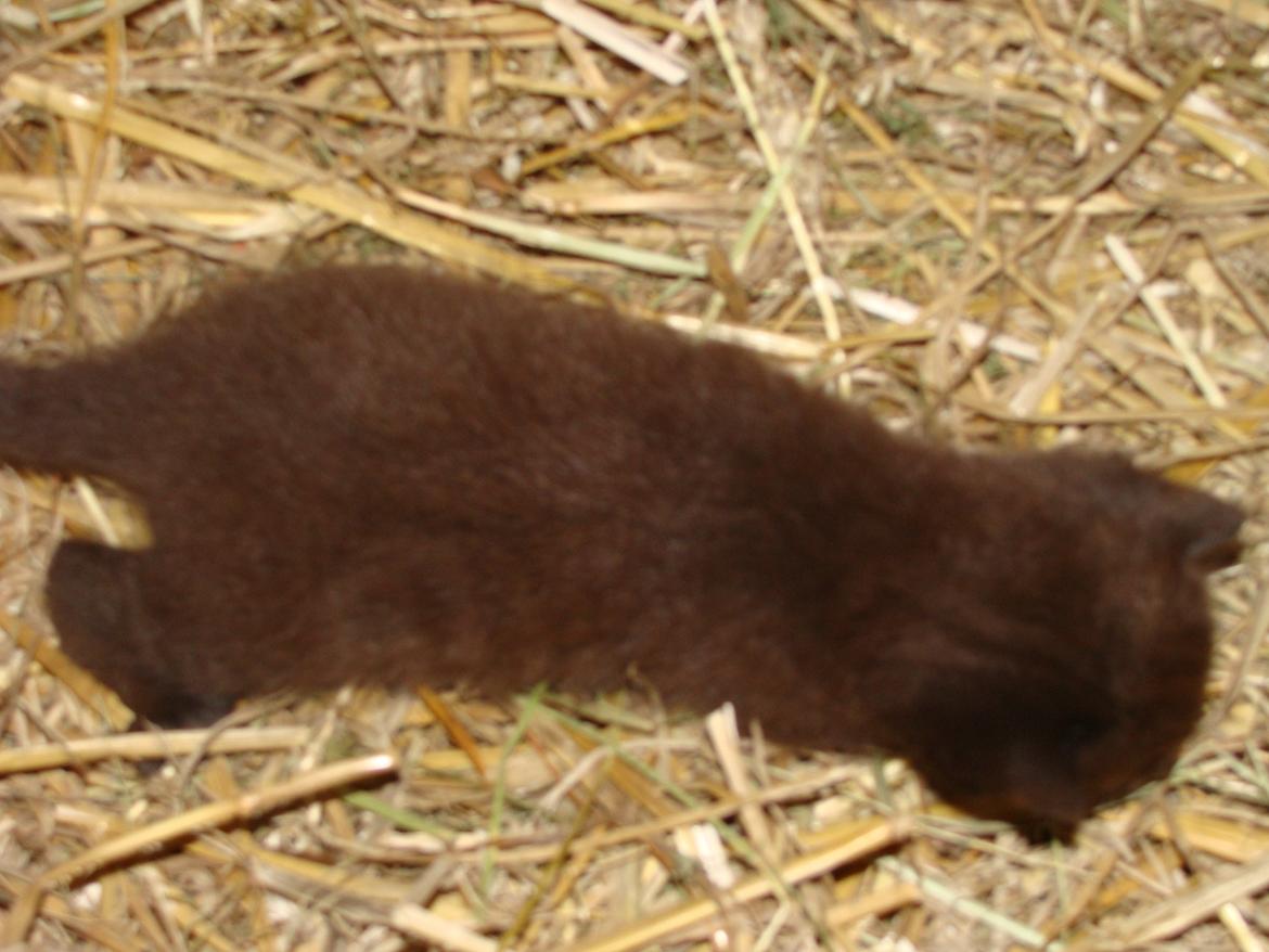 Huskat hylycks Sofus R.I.P. billede 11