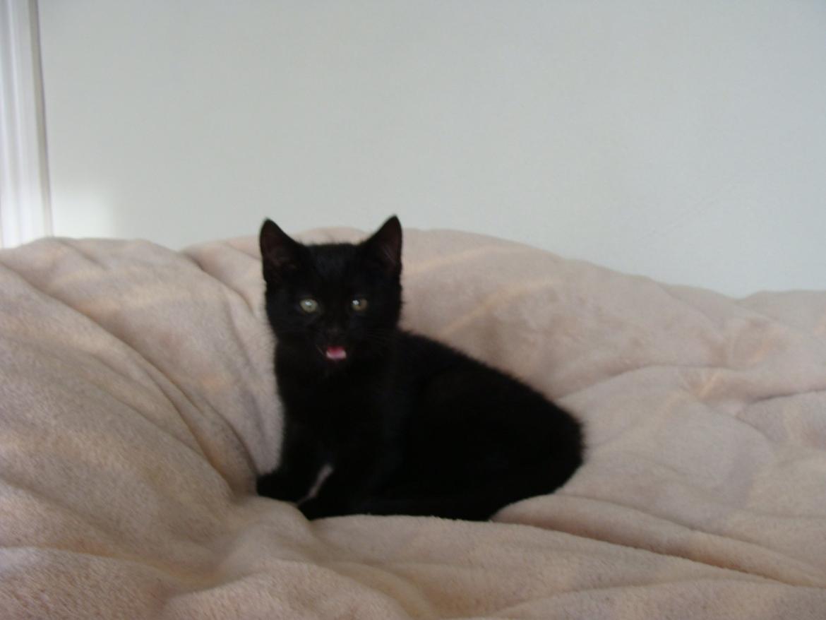 Huskat hylycks Sofus R.I.P. billede 13