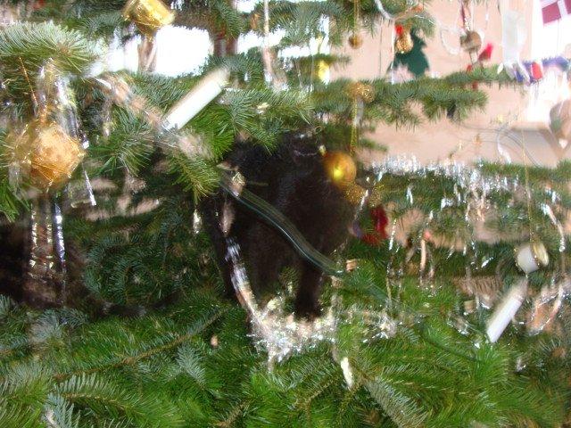 Huskat hylycks Sofus R.I.P. - Sofus i juletræet billede 15