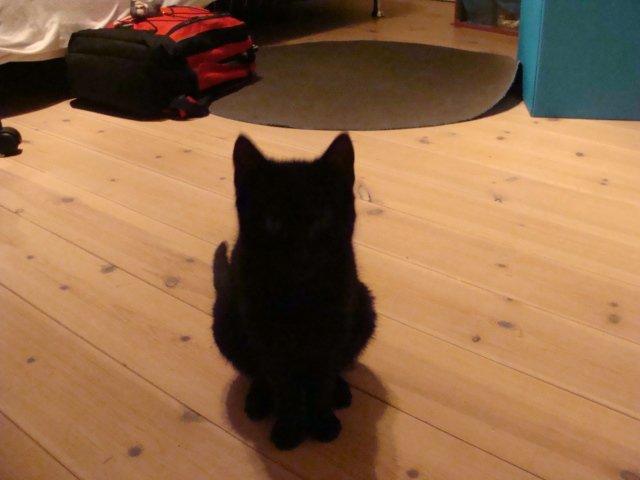 Huskat hylycks Sofus R.I.P. billede 16