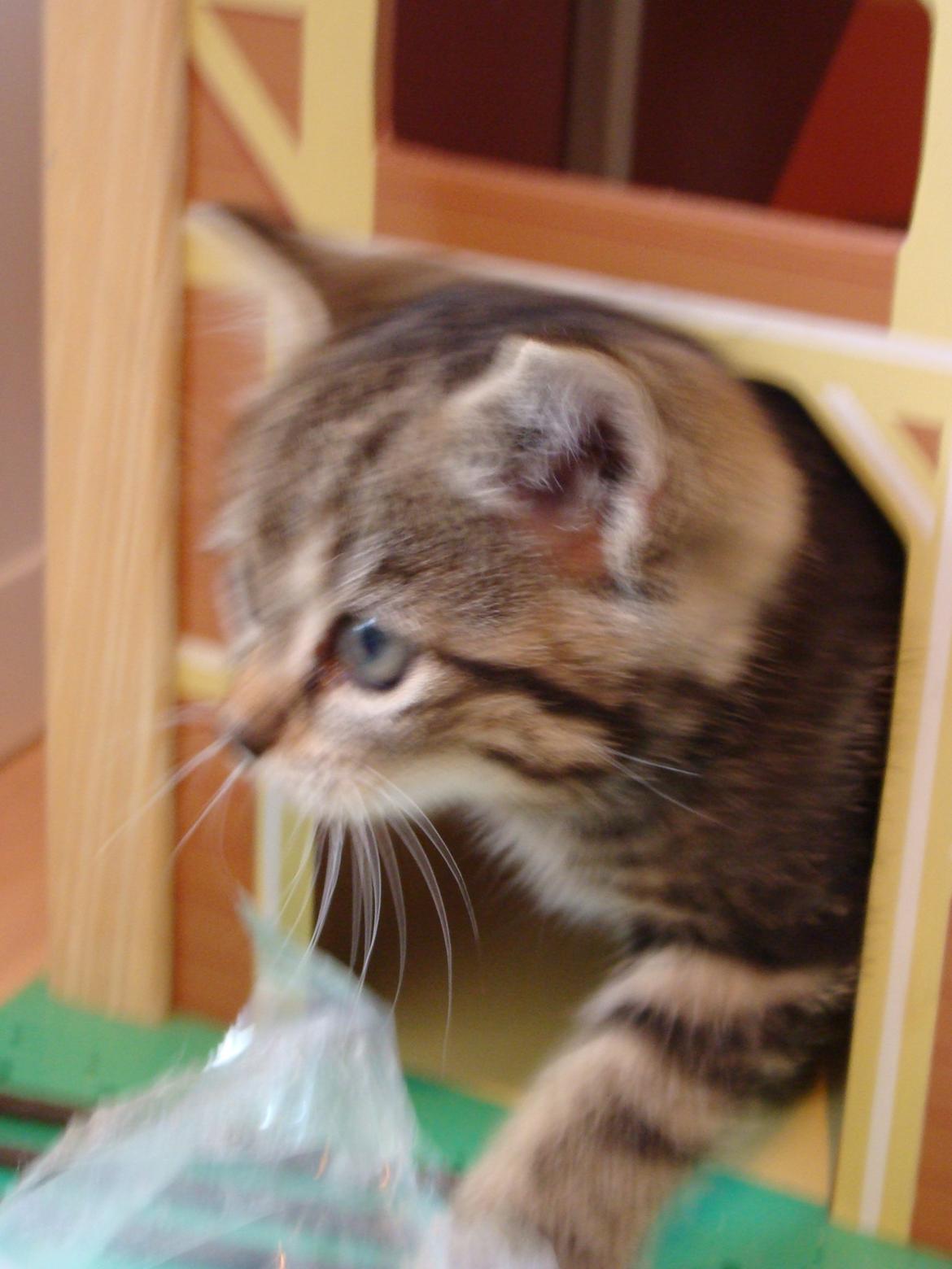 Huskat Star billede 2