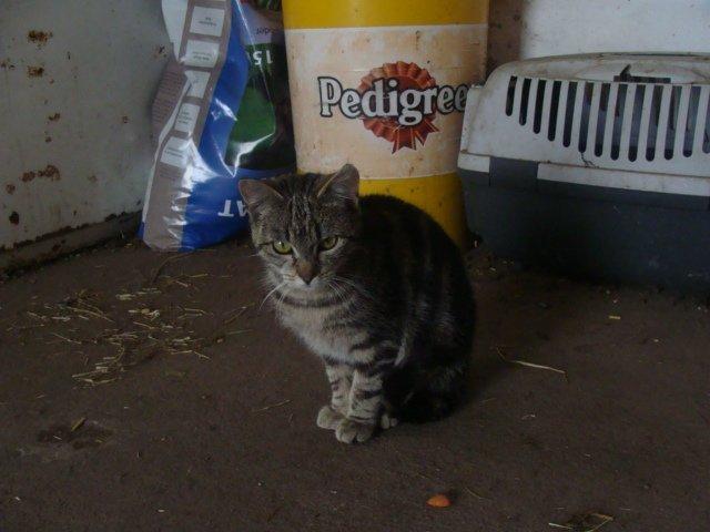 Huskat Star billede 3