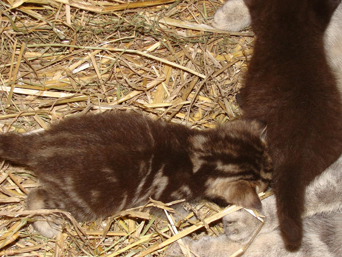 Huskat Star billede 4