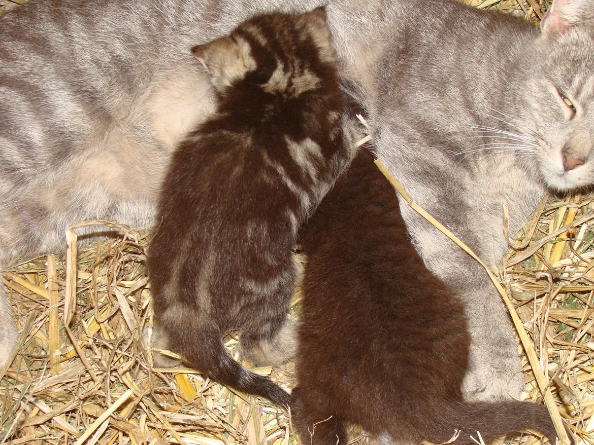 Huskat Star billede 5