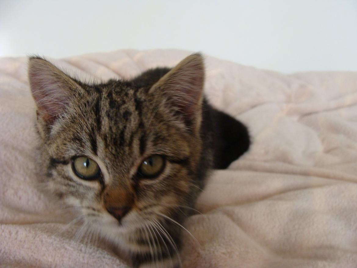 Huskat Star billede 6