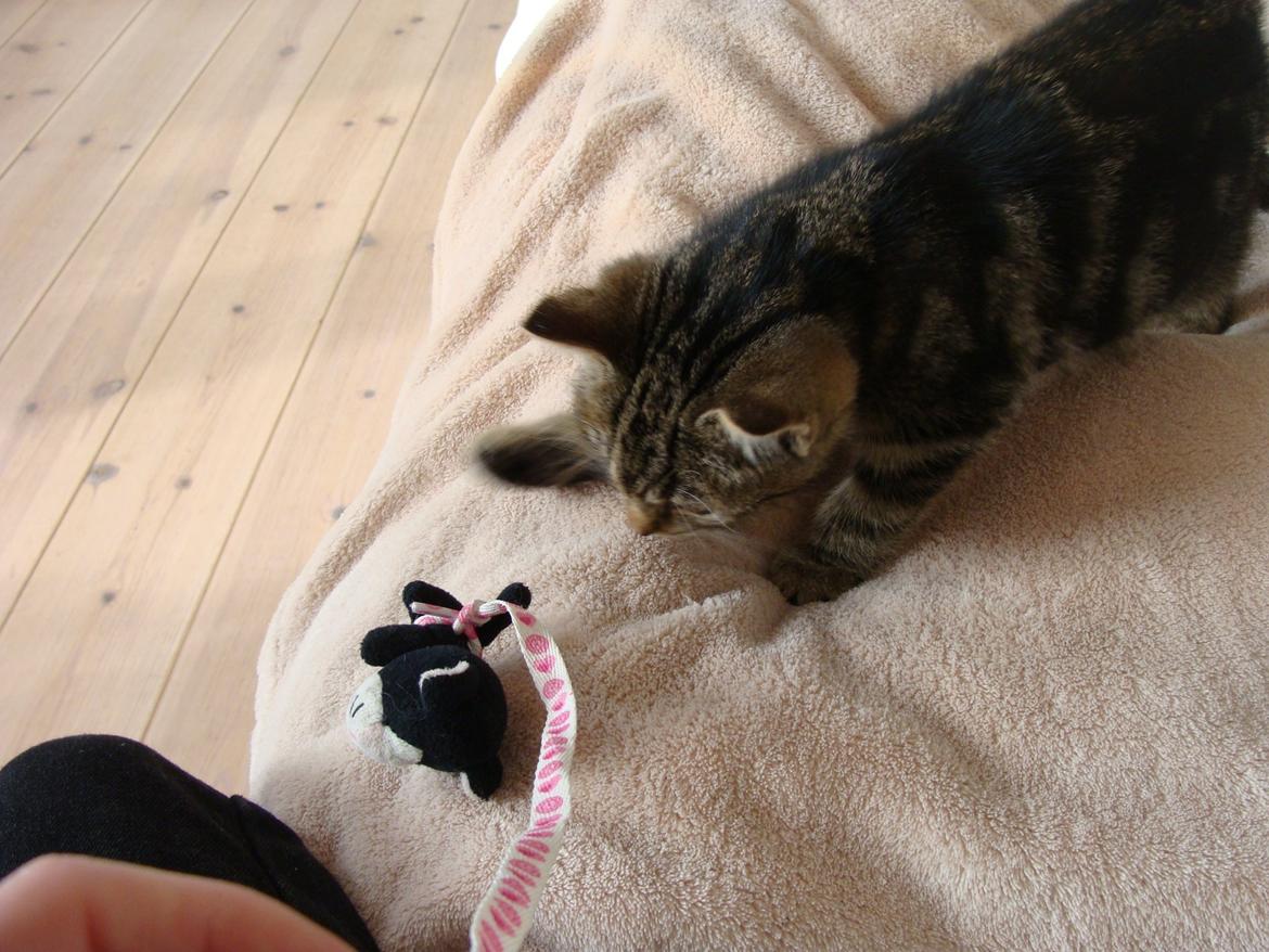 Huskat Star billede 7