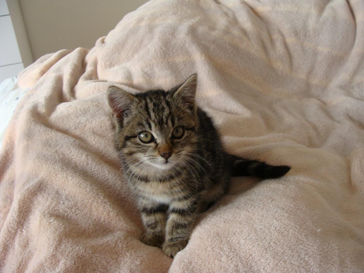 Huskat Star billede 8