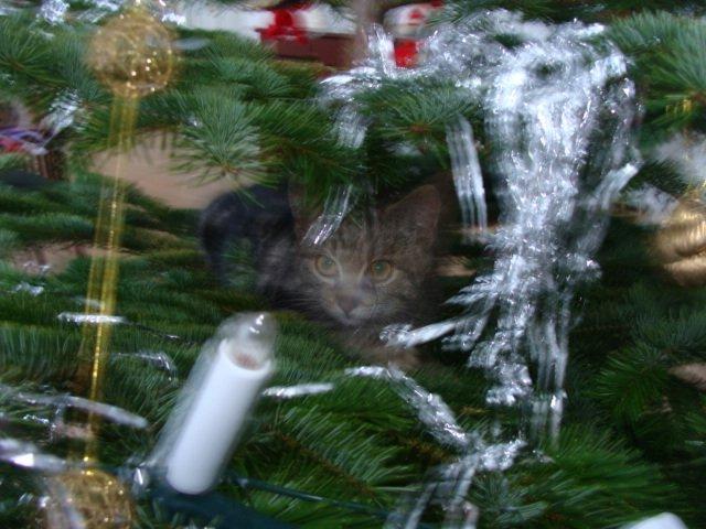 Huskat Star billede 9