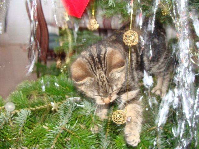 Huskat Star billede 10